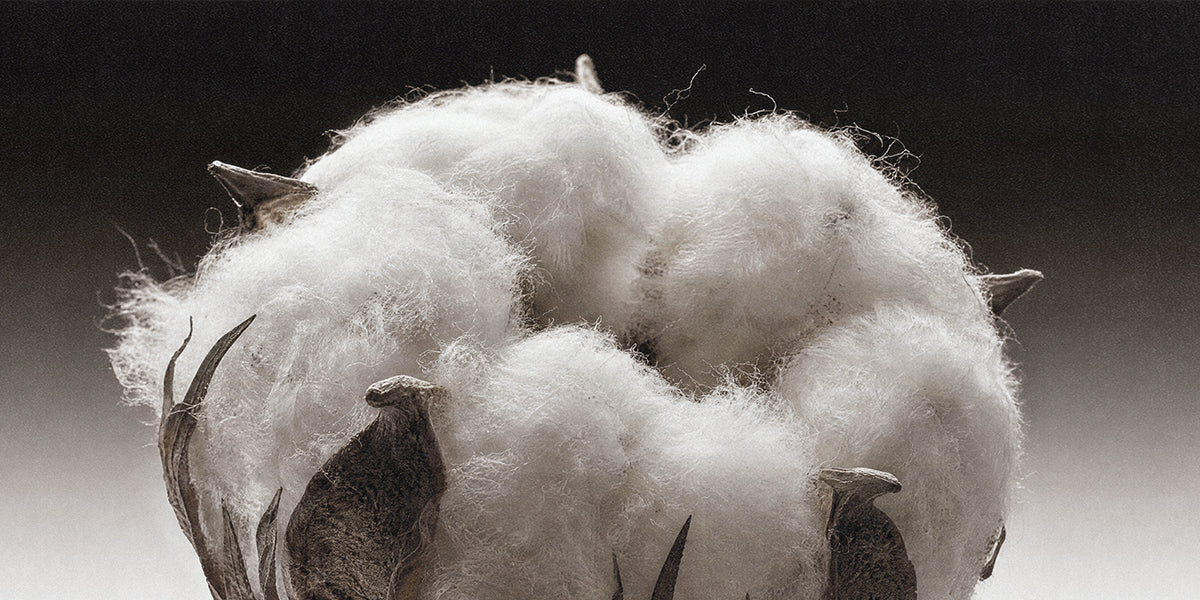 Atmosphere-Cotton-Flower-Cropped.webp