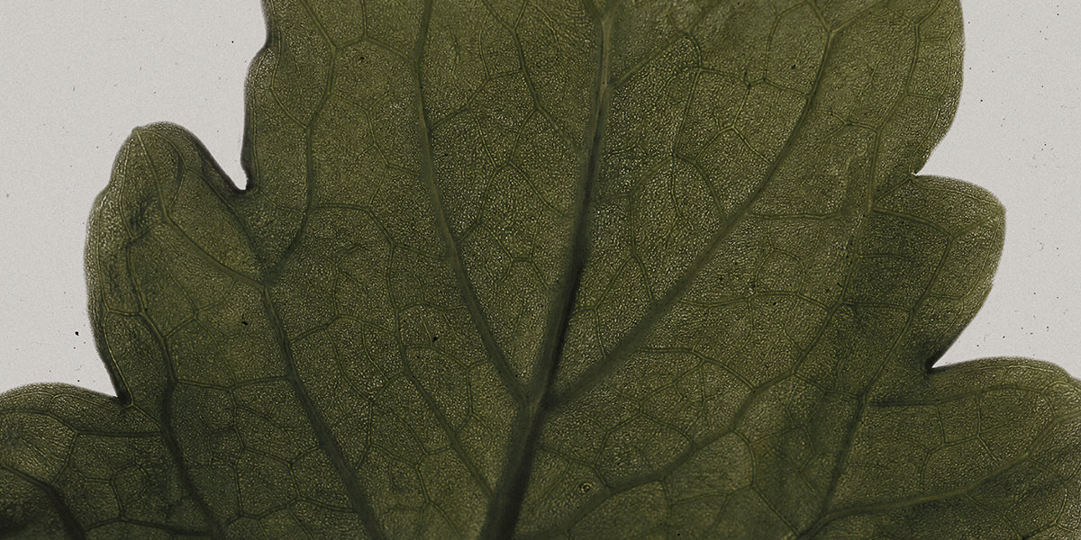 Atmosphere-Incense-Patchouli-Flatlay-Backlit-Cropped.webp