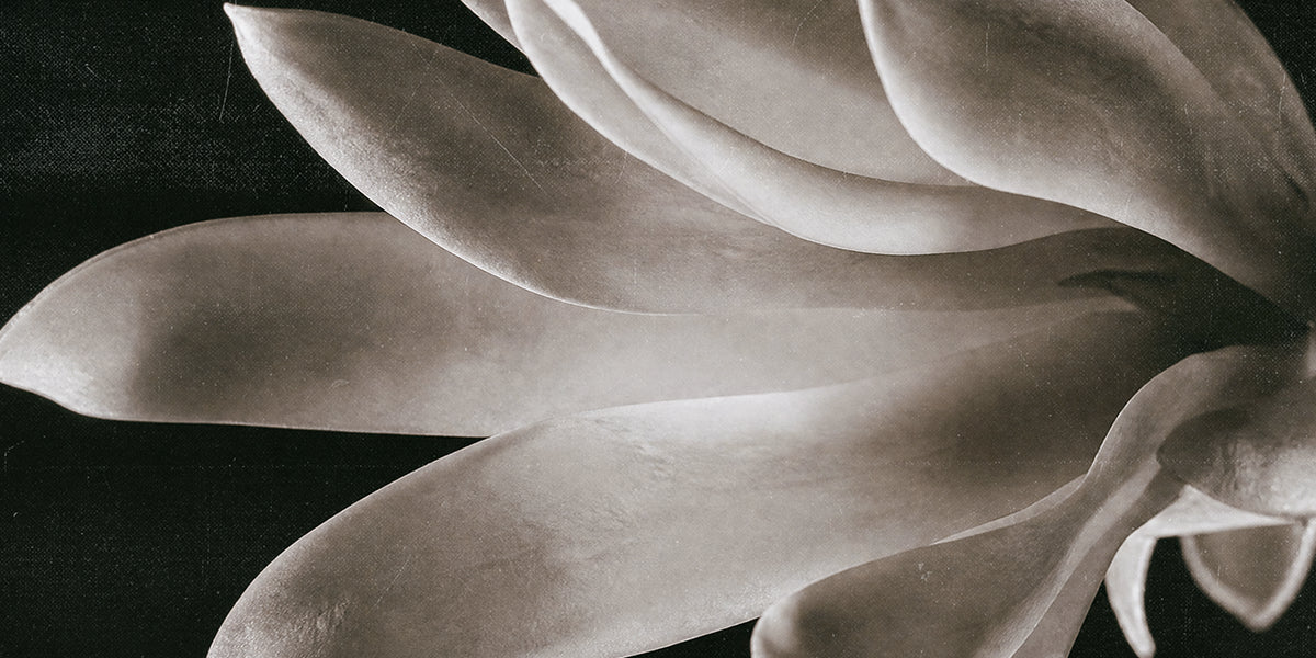 Atmosphere-MAGNOLIA-closeup-cropped.webp
